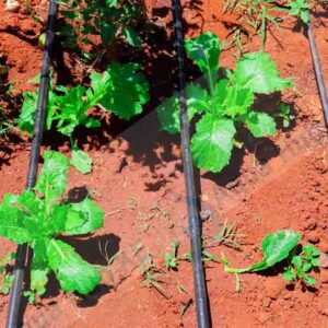 Drip Kits for Fruits and Trees