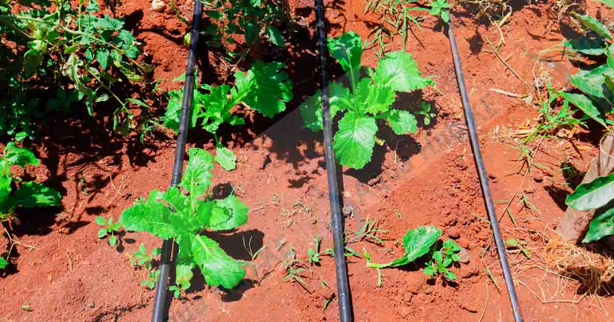 Drip Kits for Fruits and Trees