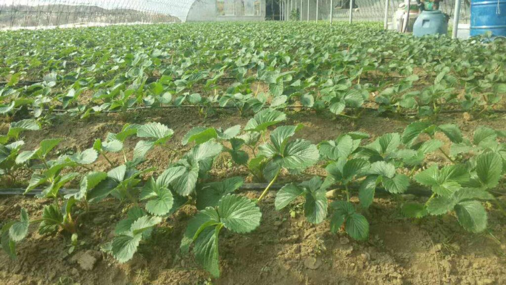 Drip Irrigation for Strawberries
