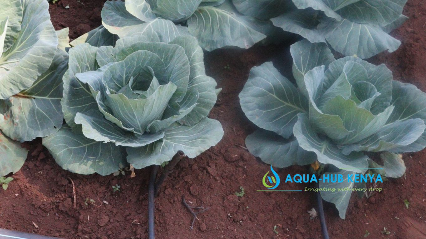 Sustainable Agricultural Solutions