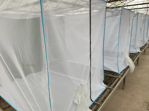 Insect Nets for BSF