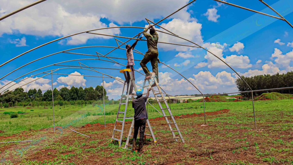 Constructing Greenhouses in Kenya