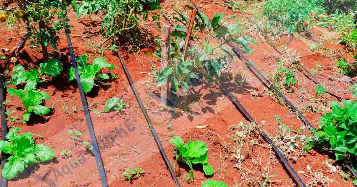 Micro Sprinklers and Drip Irrigation