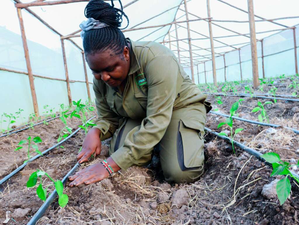 Greenhouse Tomatoes in Kenya