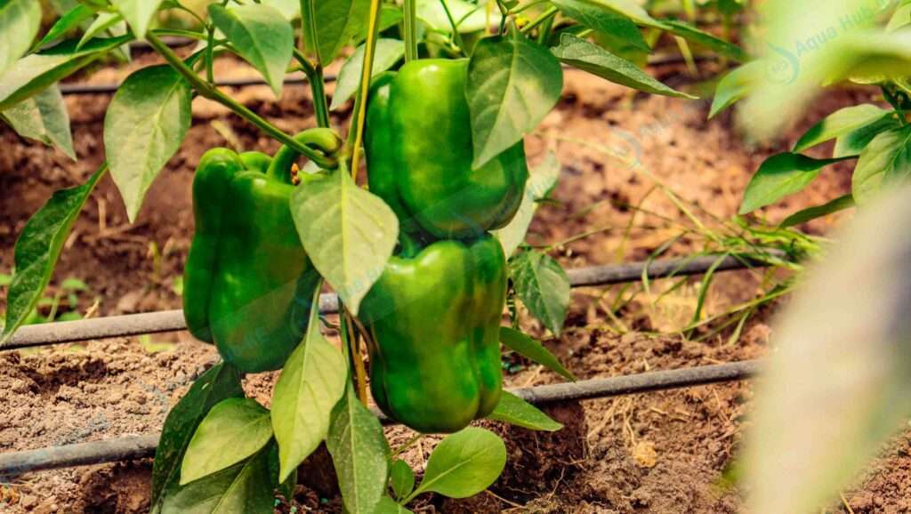 Capsicum Greenhouse Farming