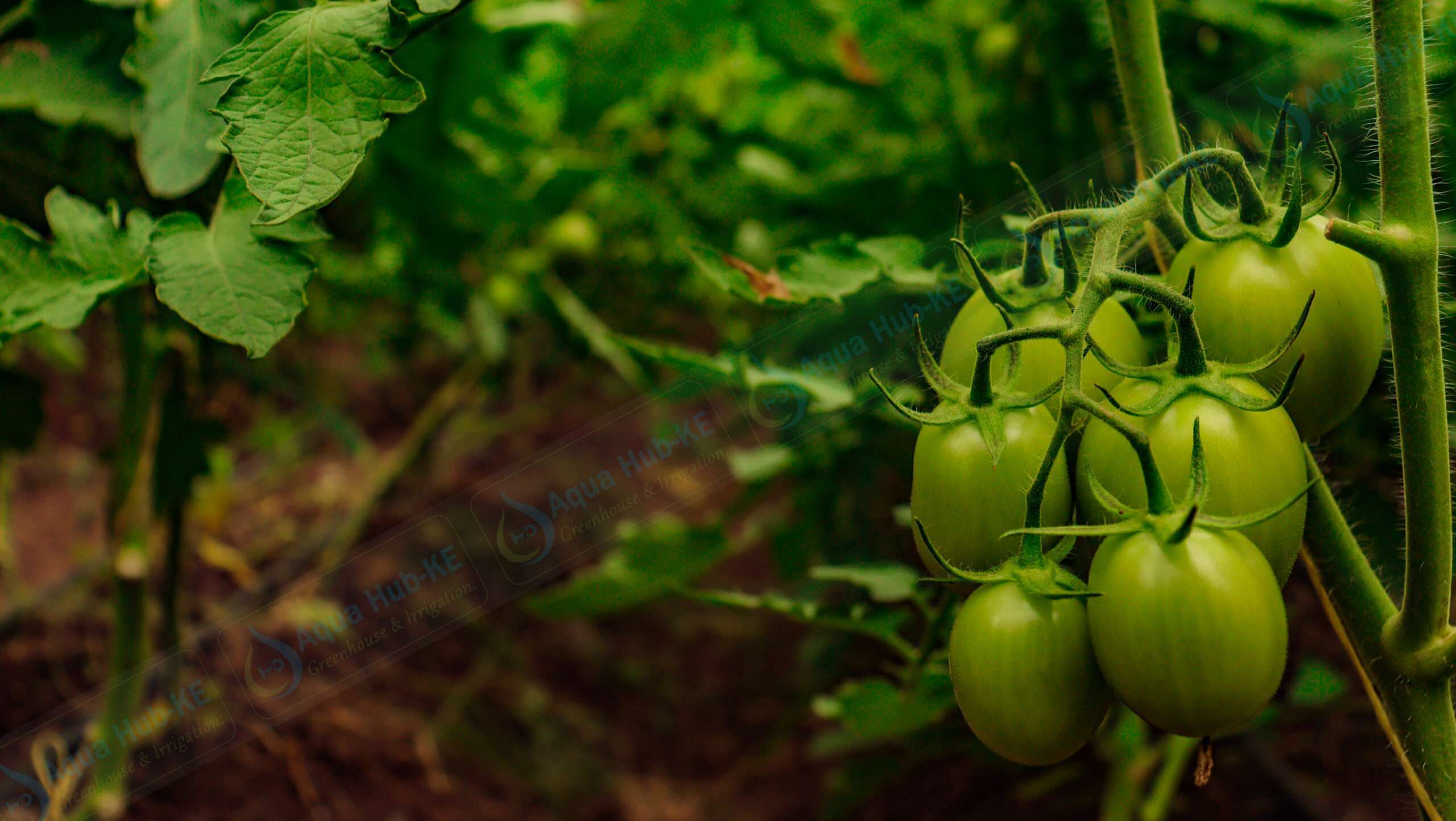 Grow Tomatoes in a Greenhouse