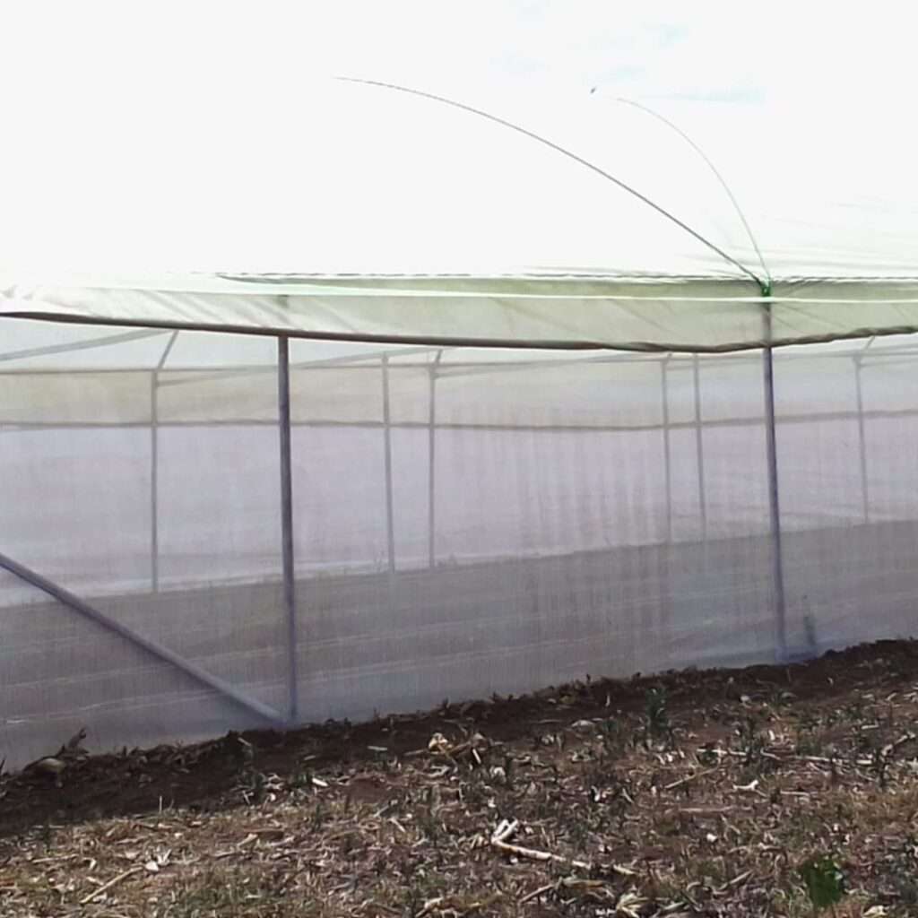 Insect Netting