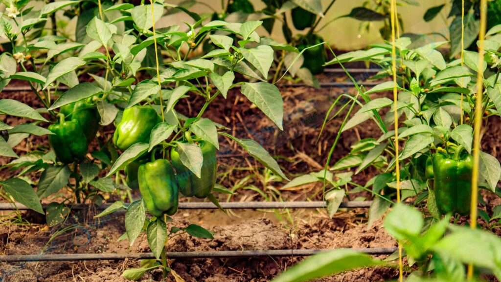 Irrigation Systems for Greenhouse