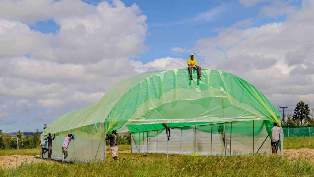 Polythene Sheets for Greenhouse