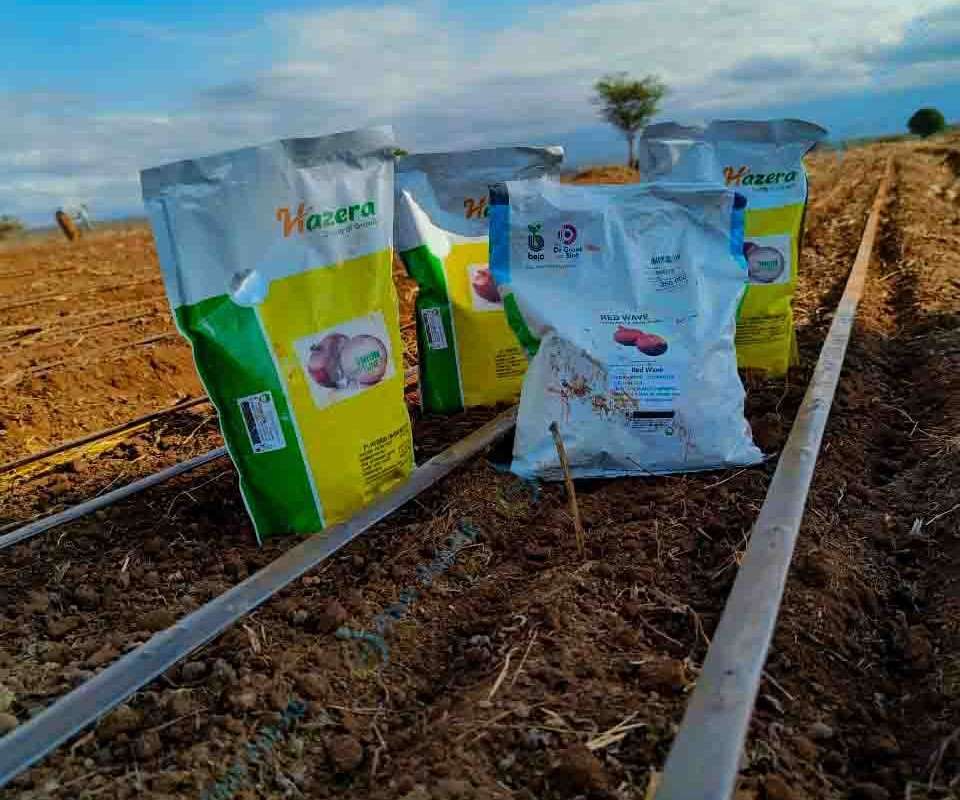 Profitability of onion farming