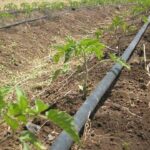Drip Irrigation Kits for Tomatoes