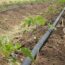 Drip Irrigation Kits for Tomatoes