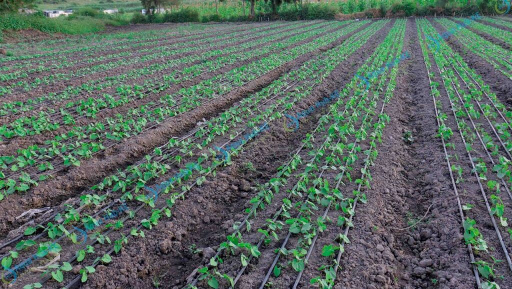 Drip Irrigation in Kenya