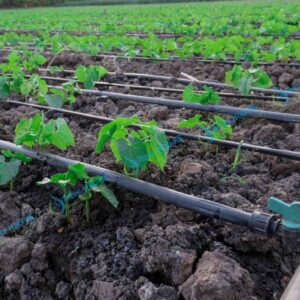 Drip Irrigation in Kenya