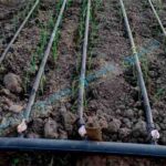 Drip Irrigation for Onions in Kenya