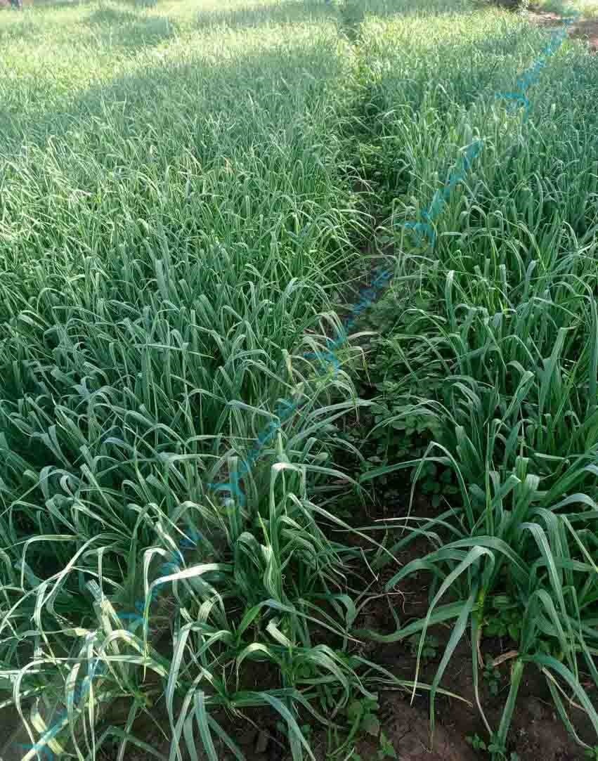 Drip Irrigation for Garlic