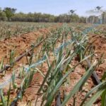 Drip Irrigation for Garlic
