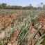 Drip Irrigation for Garlic