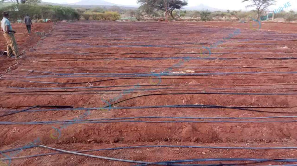 Drip Irrigation Systems for Sale in Kenya Call +254790719020