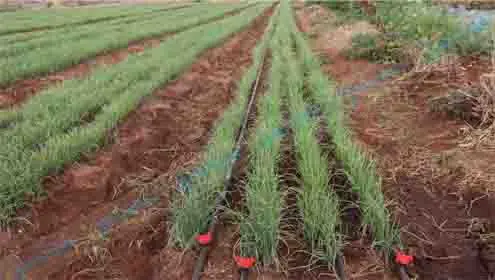 Onion Drip Irrigation Systems in Kenya