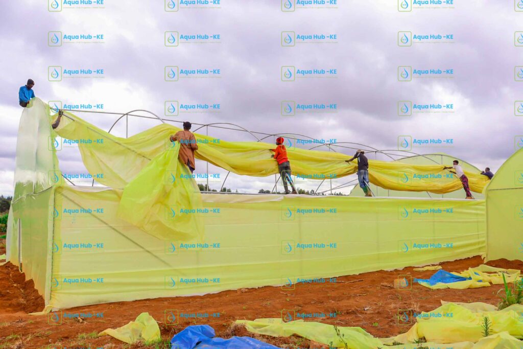 Greenhouse Polythene Sheet Price in Kenya