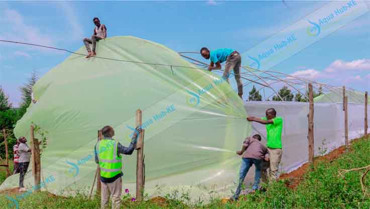 greenhouse polythene Sheet price