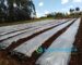 mulching paper cost in kenya