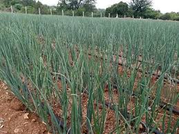Garlic Irrigation Farming in Kenya