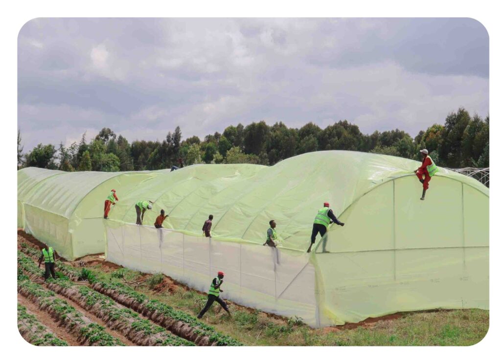 Greenhouse farming guide in kenya