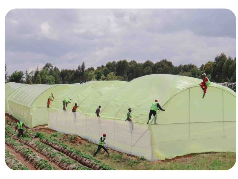 Greenhouse farming guide in kenya