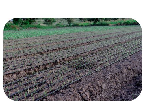 Onion Drip Guide in Kenya by Aqua Hub Kenya