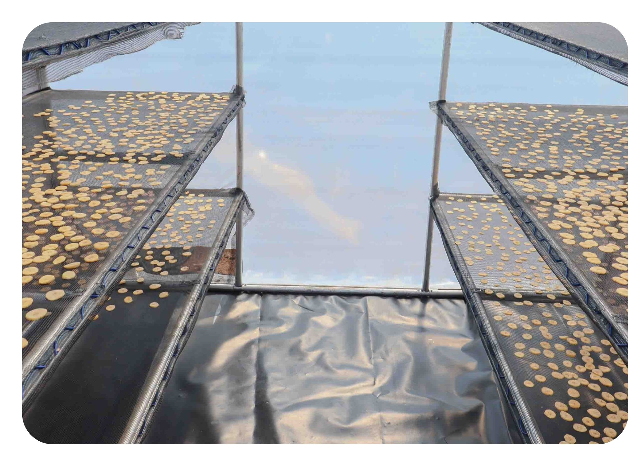 Solar Dryers for fresh produce