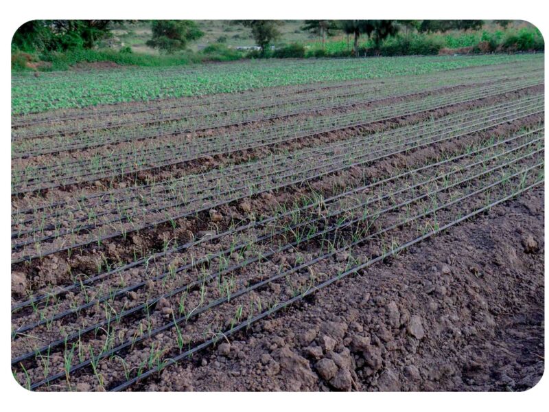 Drip kit for onions with guide on how to install