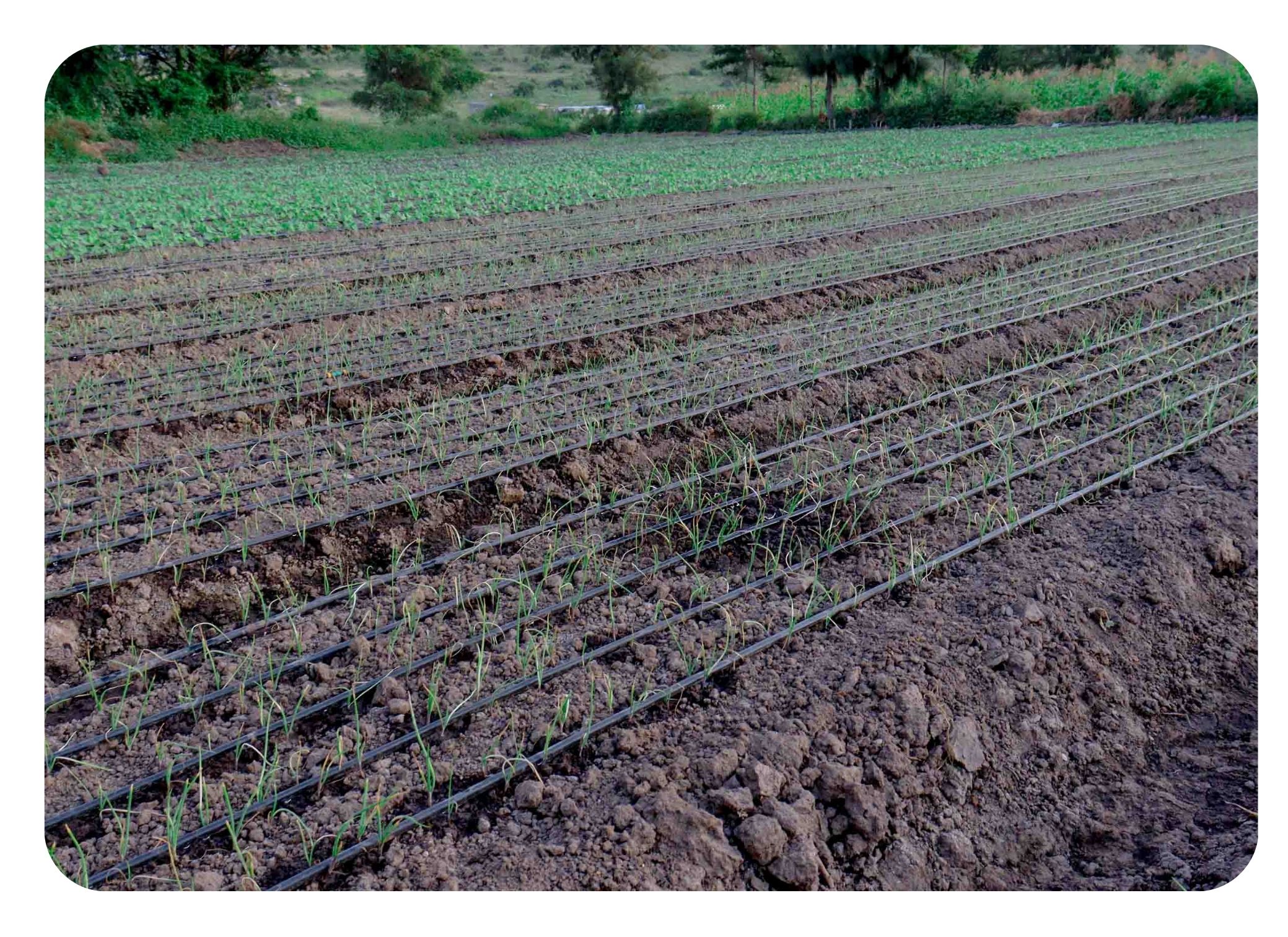 Drip kit for onions with guide on how to install