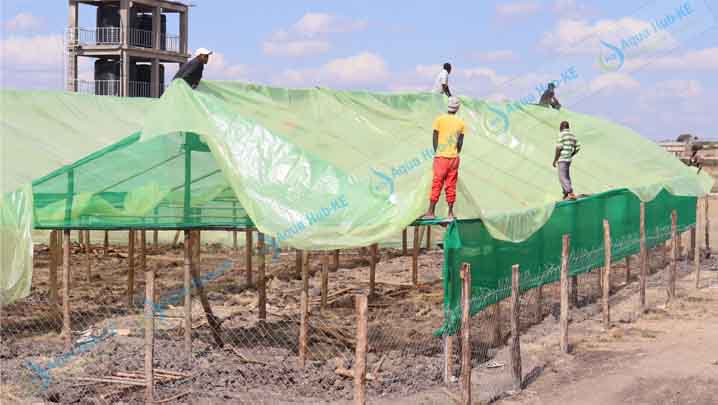 Affordable Greenhouse in Kenya for Quality Yield