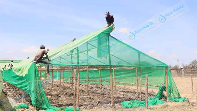 Shade Net Farming in Kenya