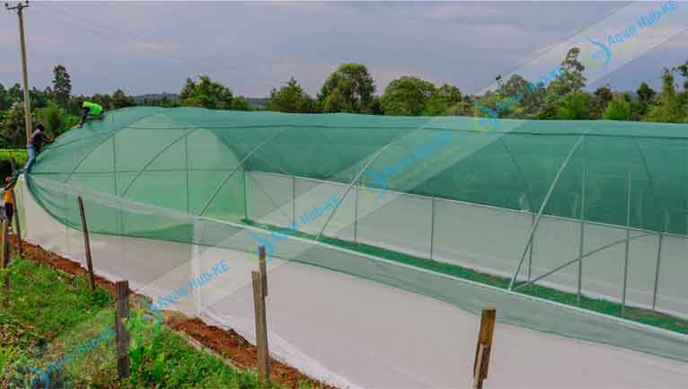 Steel Greenhouses for Sale: Kenya's Premium Quality