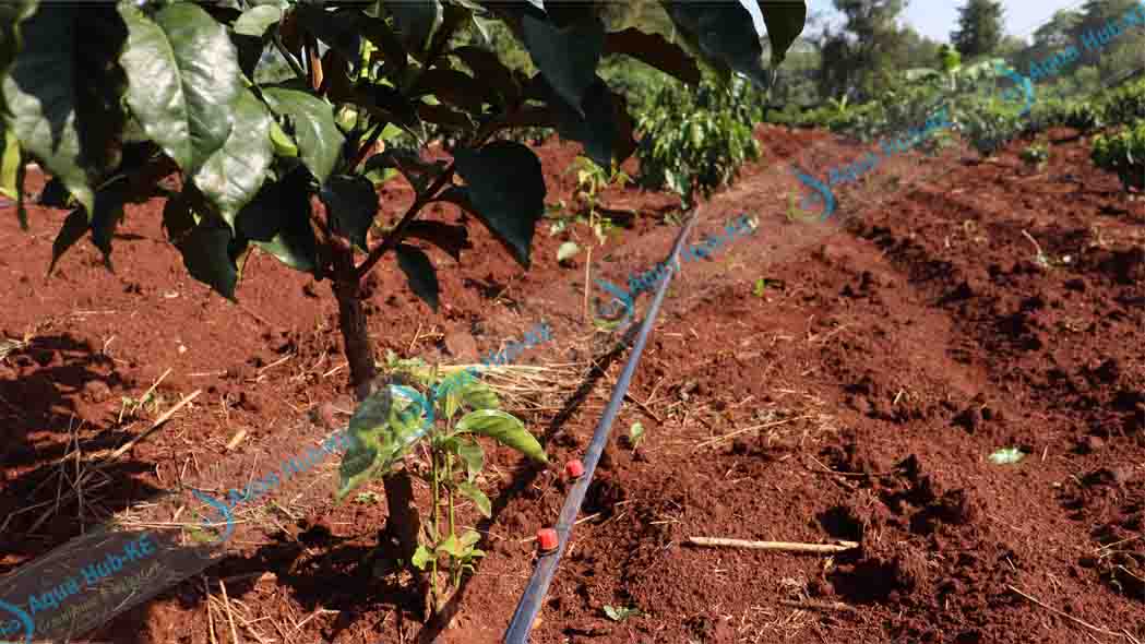 Button Dripper Systems