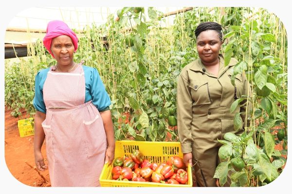 Farm impact stories by Aqua Hub Kenya