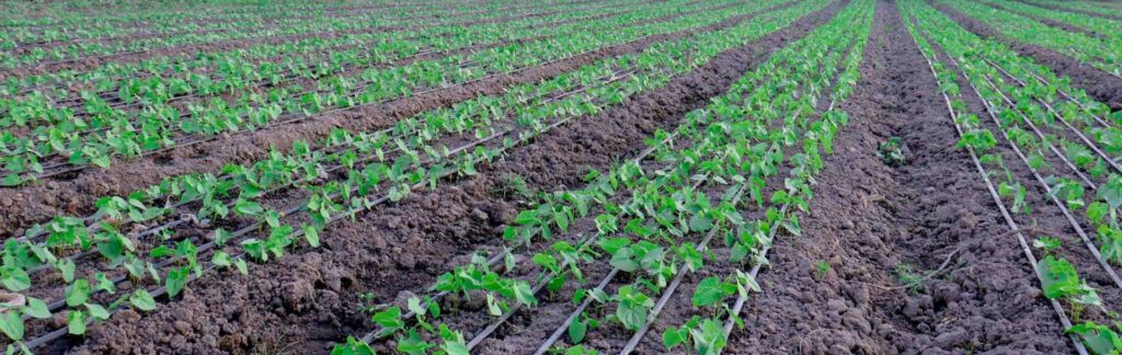 drip kits for beans in kenya. installation cost