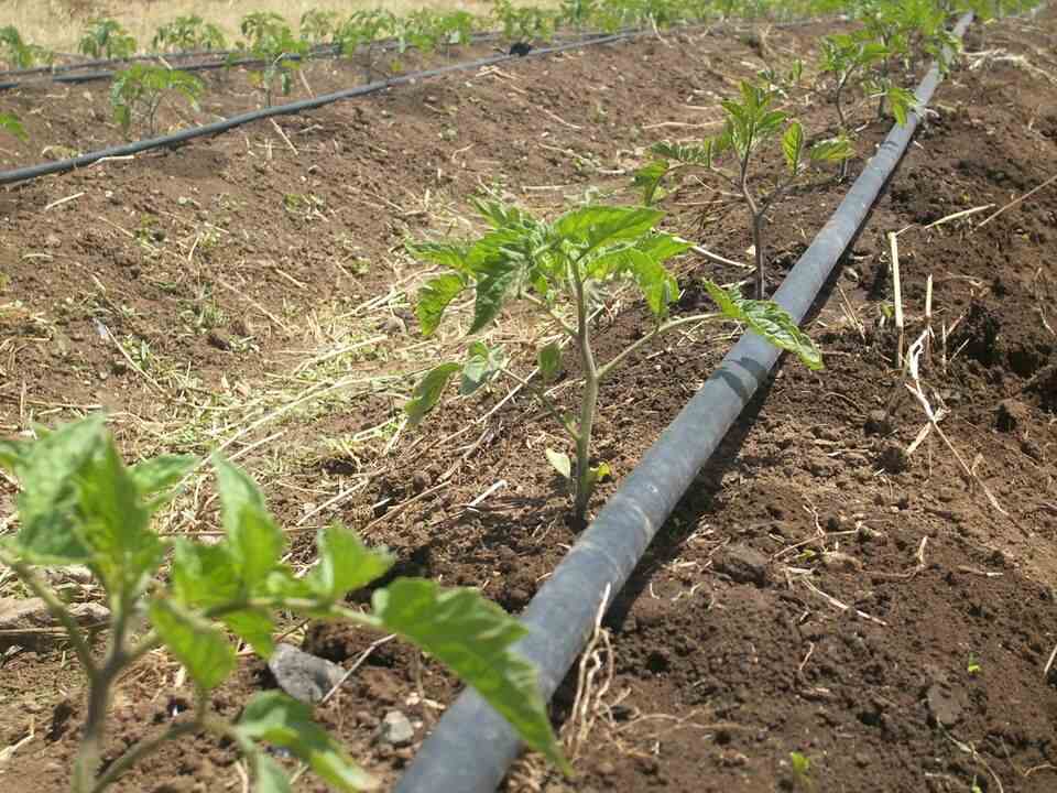 Irrigation Farming in Kenya