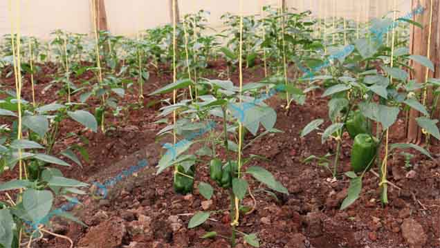 Cost of Greenhouses in Kenya