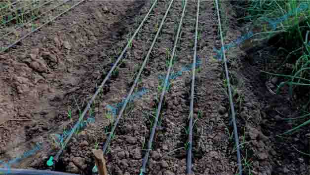 Irrigation Farming in Kenya