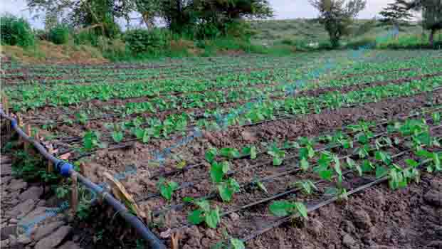 Irrigation Farming in Kenya