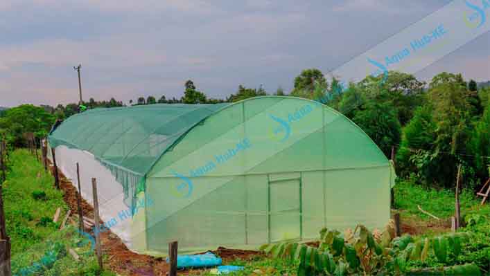 Cost of Greenhouses in Kenya