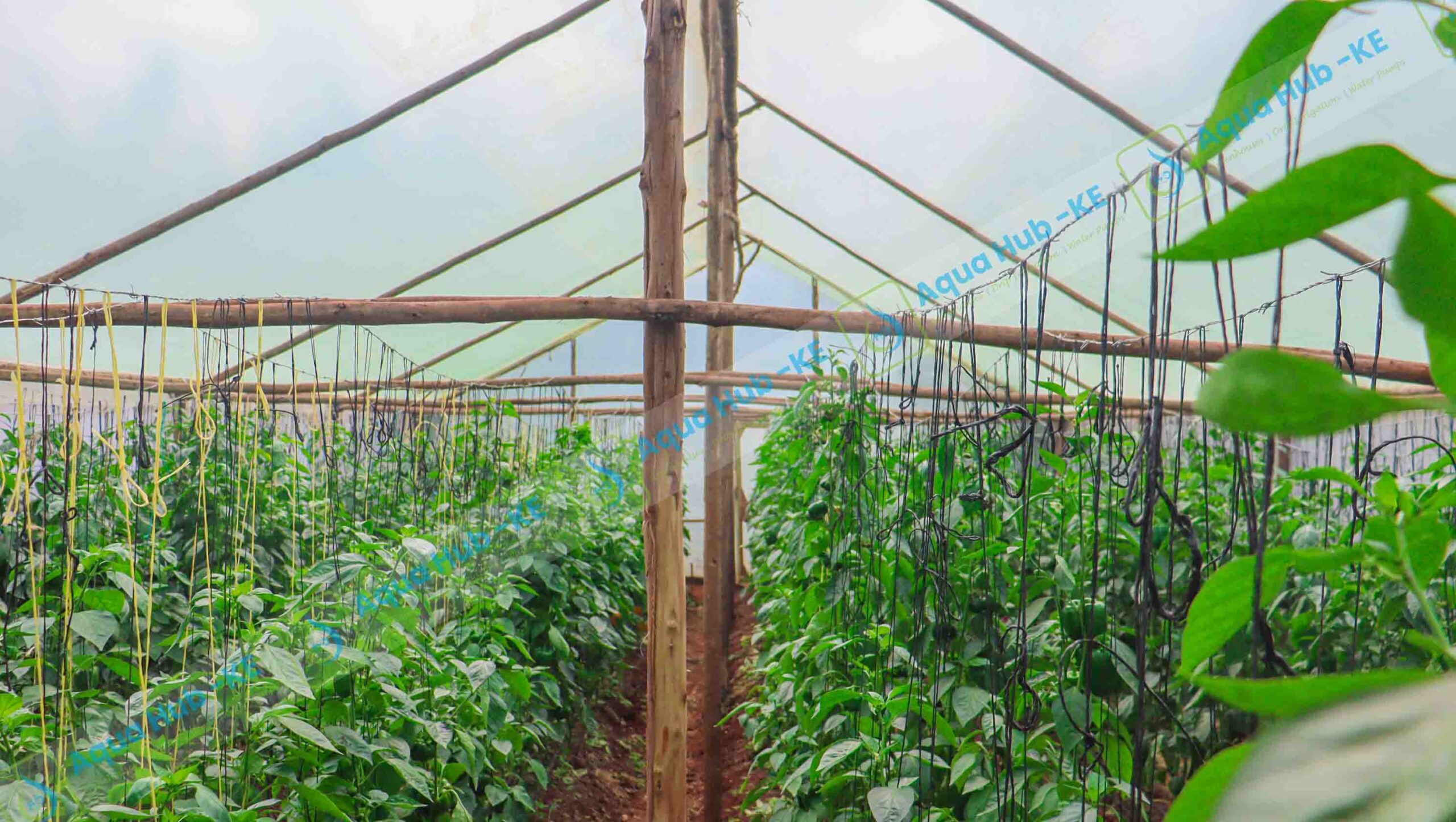 Greenhouse Farming on low budget