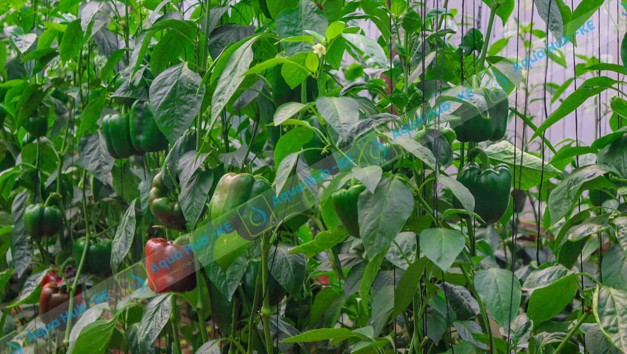 Greenhouse Farming on low budget