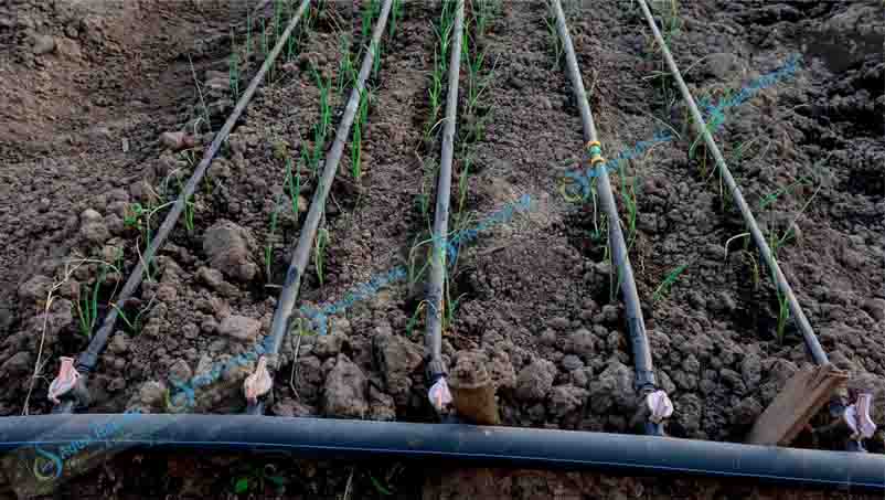 drip tapes in Kenya