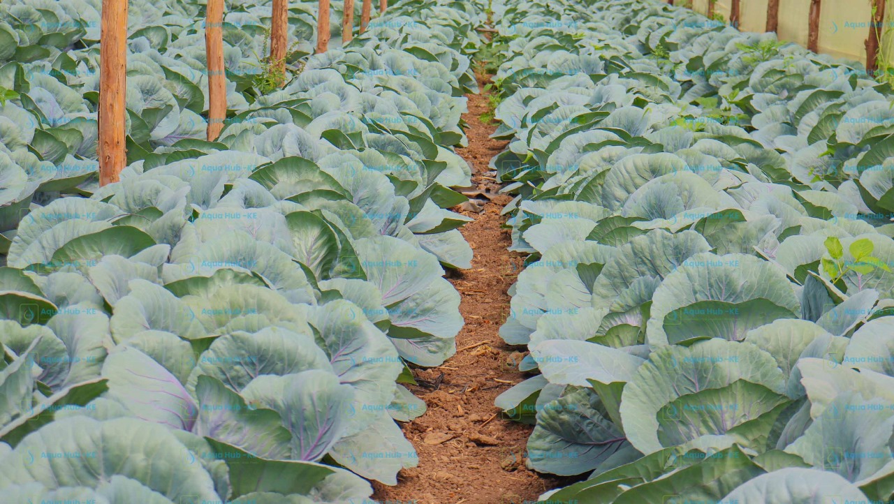 Wooden Greenhouse Price