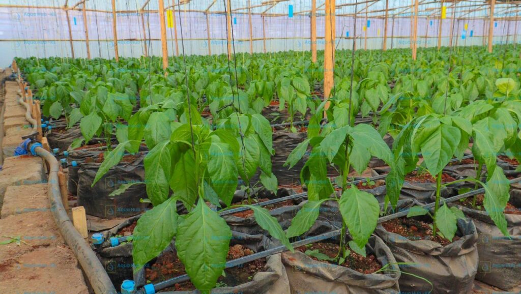 How to Start Greenhouse Farming in Kenya
